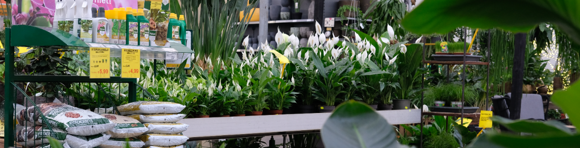 Bloeiende kamerplanten kopen | de Oosteinde