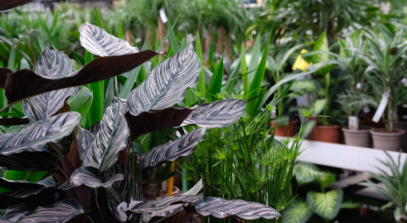 Groene kamerplant kopen | Tuincentrum de Oosteinde