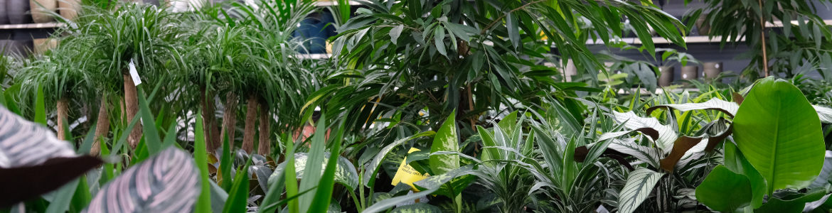 Kamerplanten kopen | Tuincentrum de Oosteinde