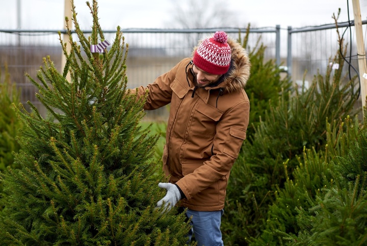 Kunstkerstboom Of Echte Kerstboom? - Tuincentrum De Oosteinde