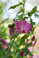 Tuinplant van de maand - Juli