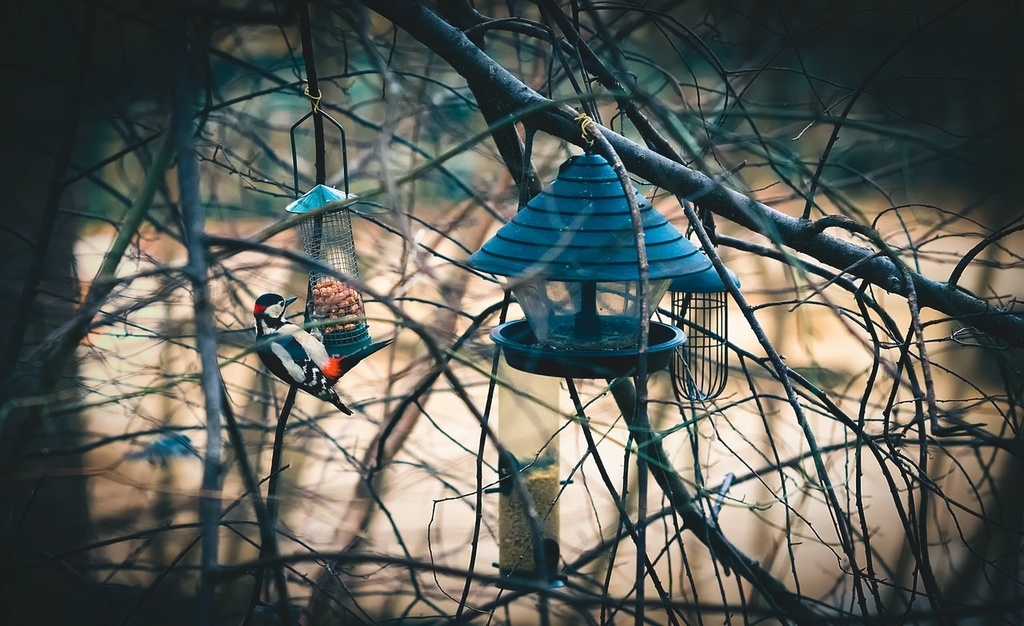 Nu doen: voer de vogels!