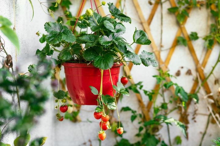 Tuin- en balkontips voor augustus