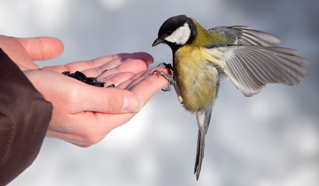 Vogels in het najaar