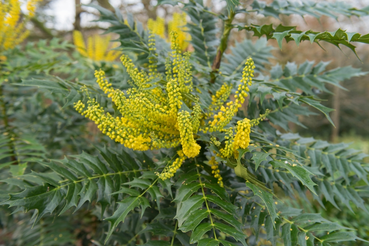 Winterbloeiers voor meer kleur