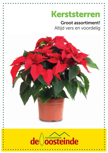 Kerstgroen voor binnen