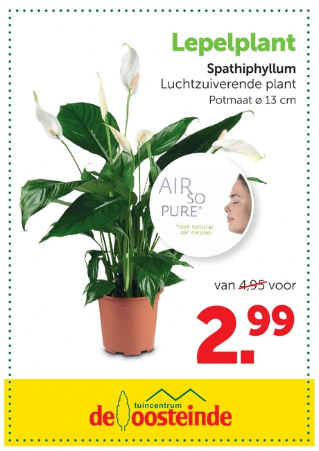 Lepelplant