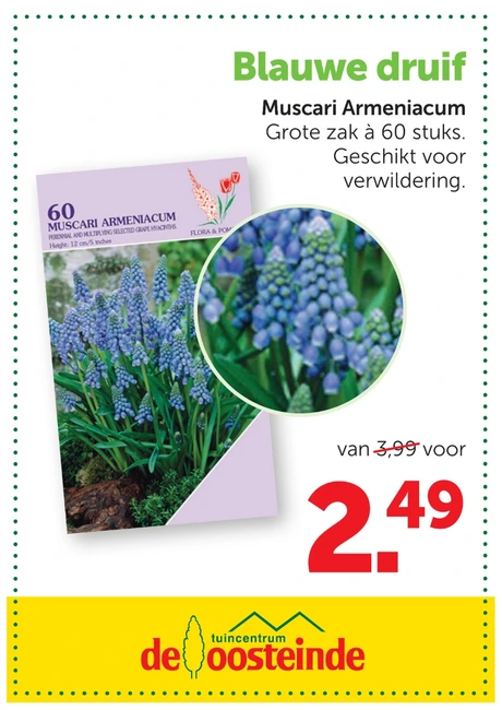 Muscari bollen